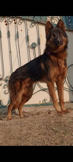 King Shepherd mail 7 months for sale