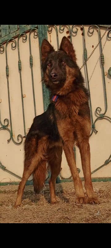 King Shepherd mail 7 months for sale 1