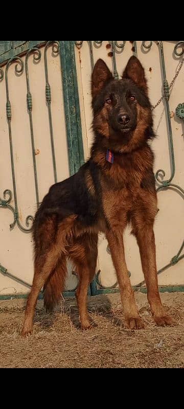 King Shepherd mail 7 months for sale 2