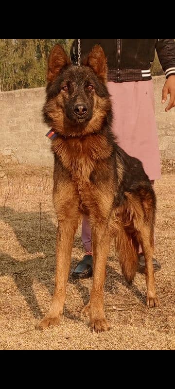 King Shepherd mail 7 months for sale 3