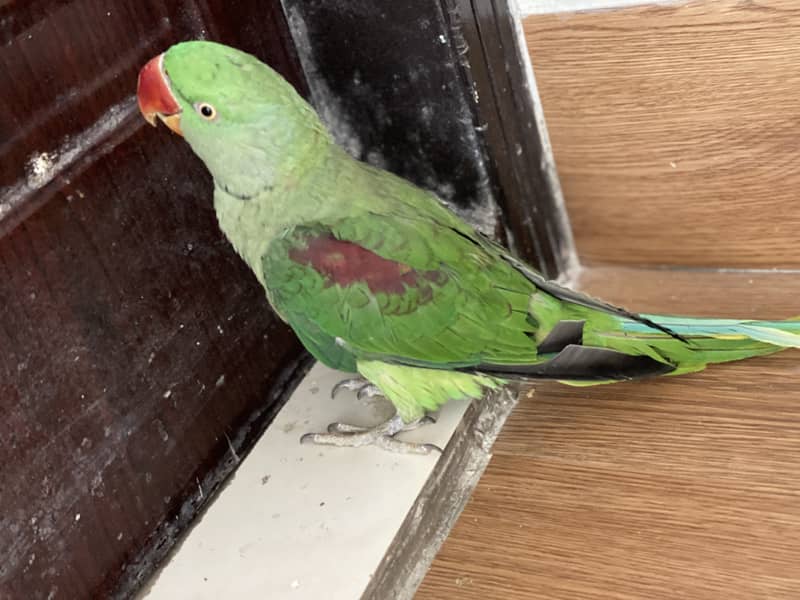 Raw parrot for sale 03132727007 0