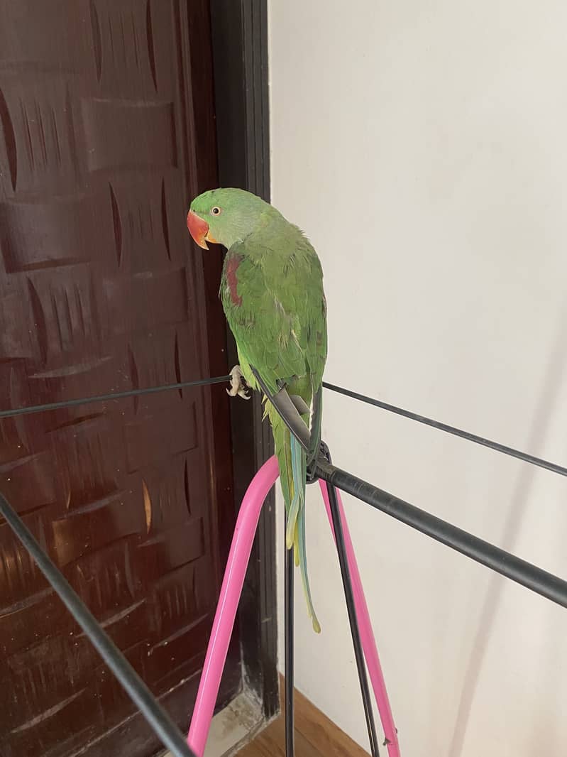 Raw parrot for sale 03132727007 1