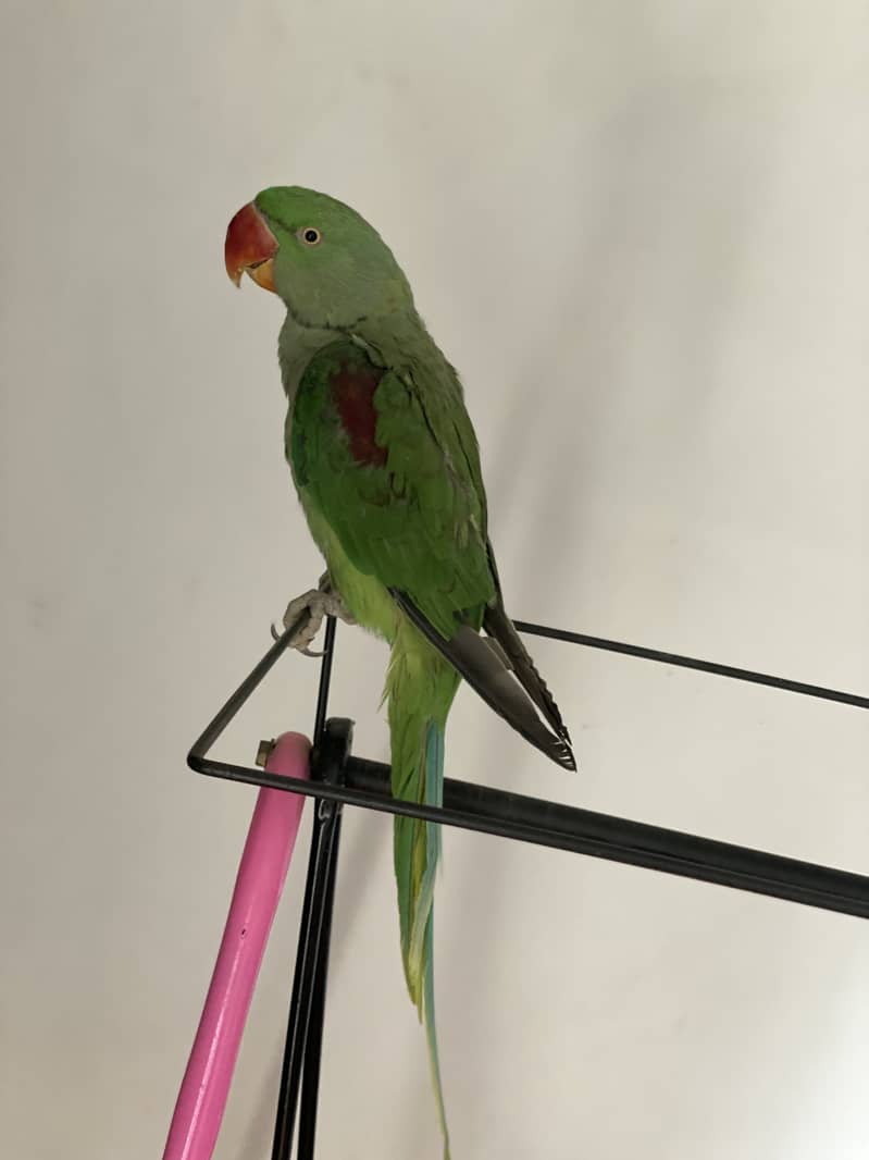 Raw parrot for sale 03132727007 2