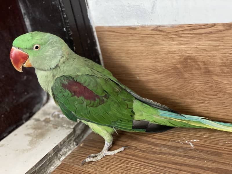 Raw parrot for sale 03132727007 4