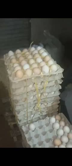 Dasi Fartil Eggs 500Rs