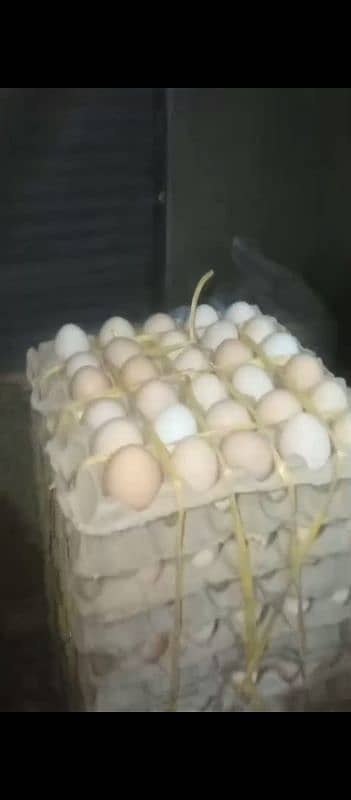 Dasi Fartil Eggs 500Rs 1