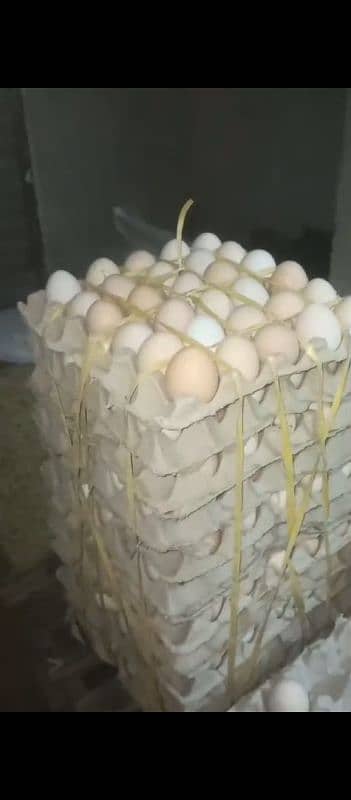 Dasi Fartil Eggs 500Rs 2