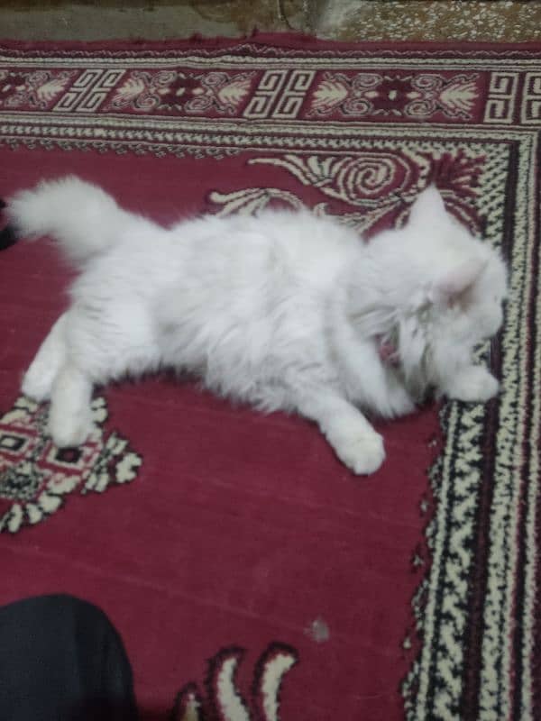 persian female breeder 3