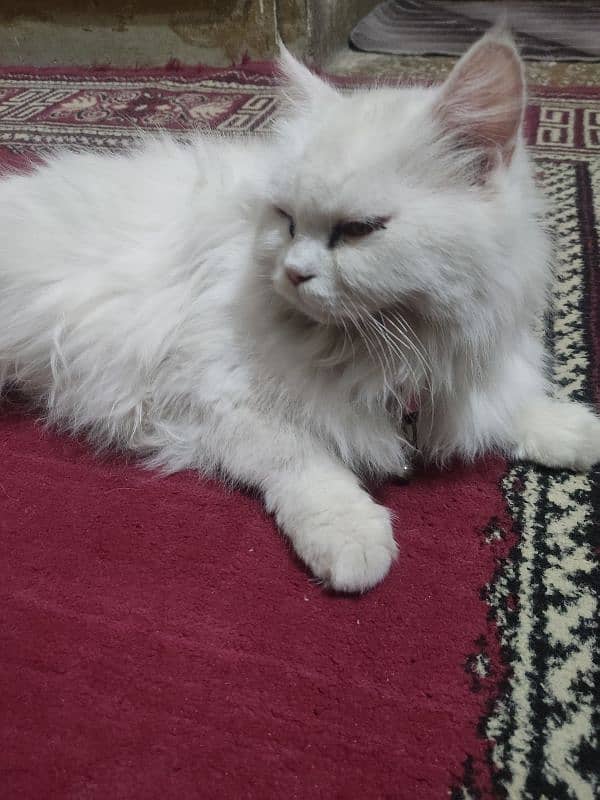 persian female breeder 5