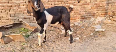 Goat  for sale