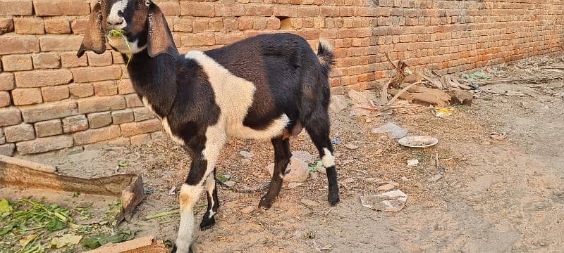 Goat  for sale 2