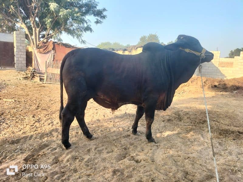 Brahman Bull 2