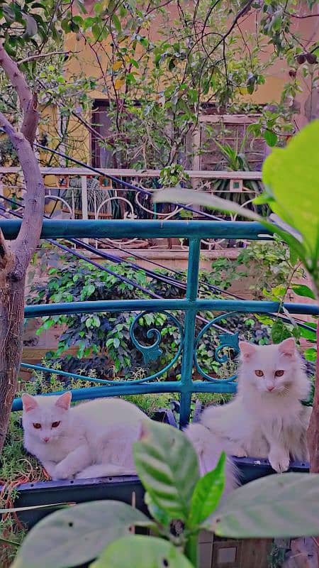 White Perssian Cats 0