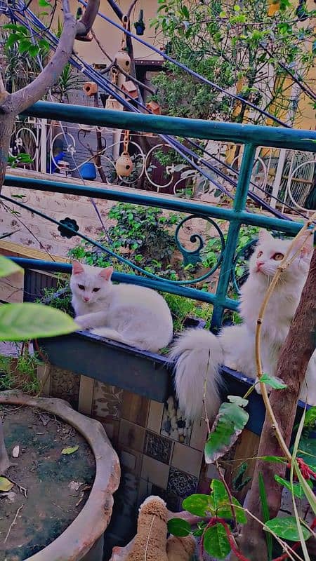 White Perssian Cats 1