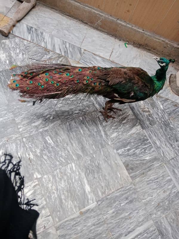 Peacock / Blue Peacock For Sale 0