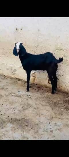 Tapra bakra