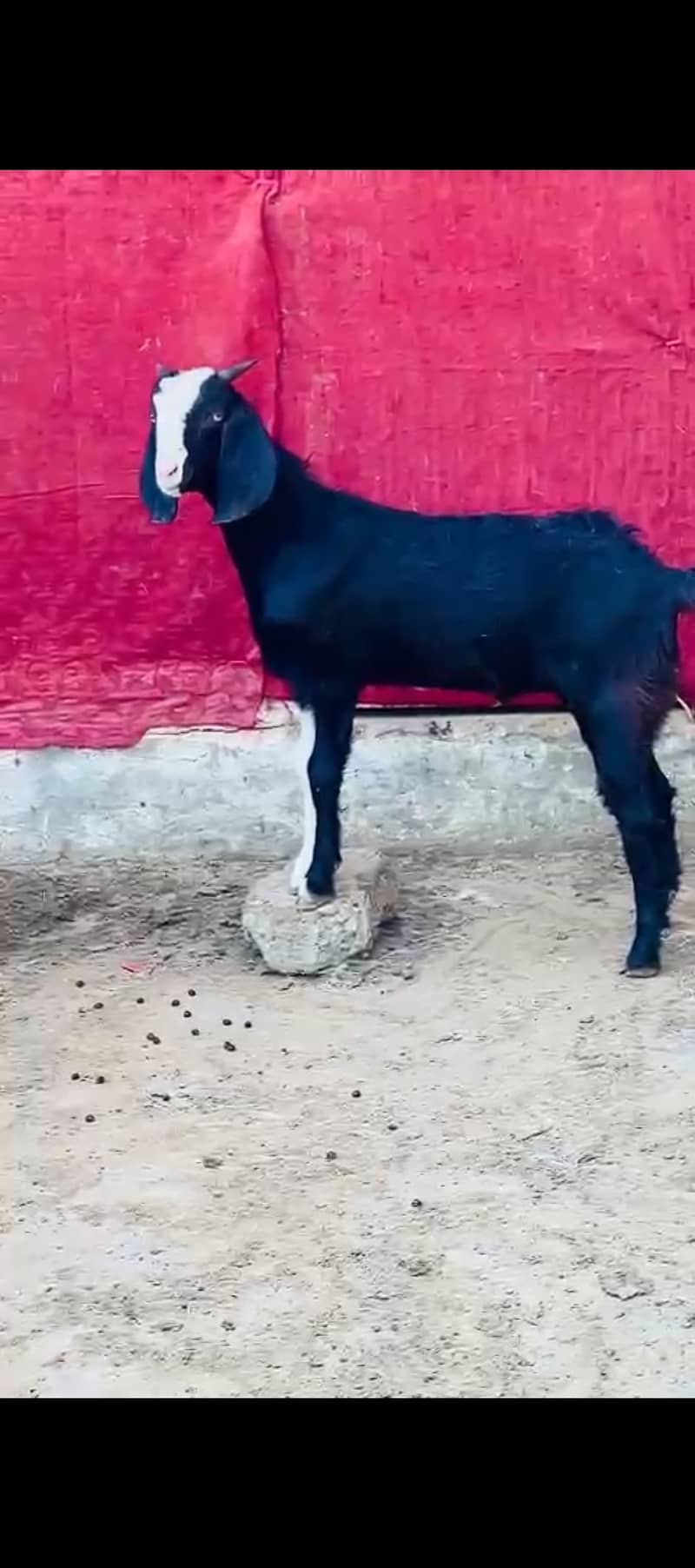 Tapra bakra 1