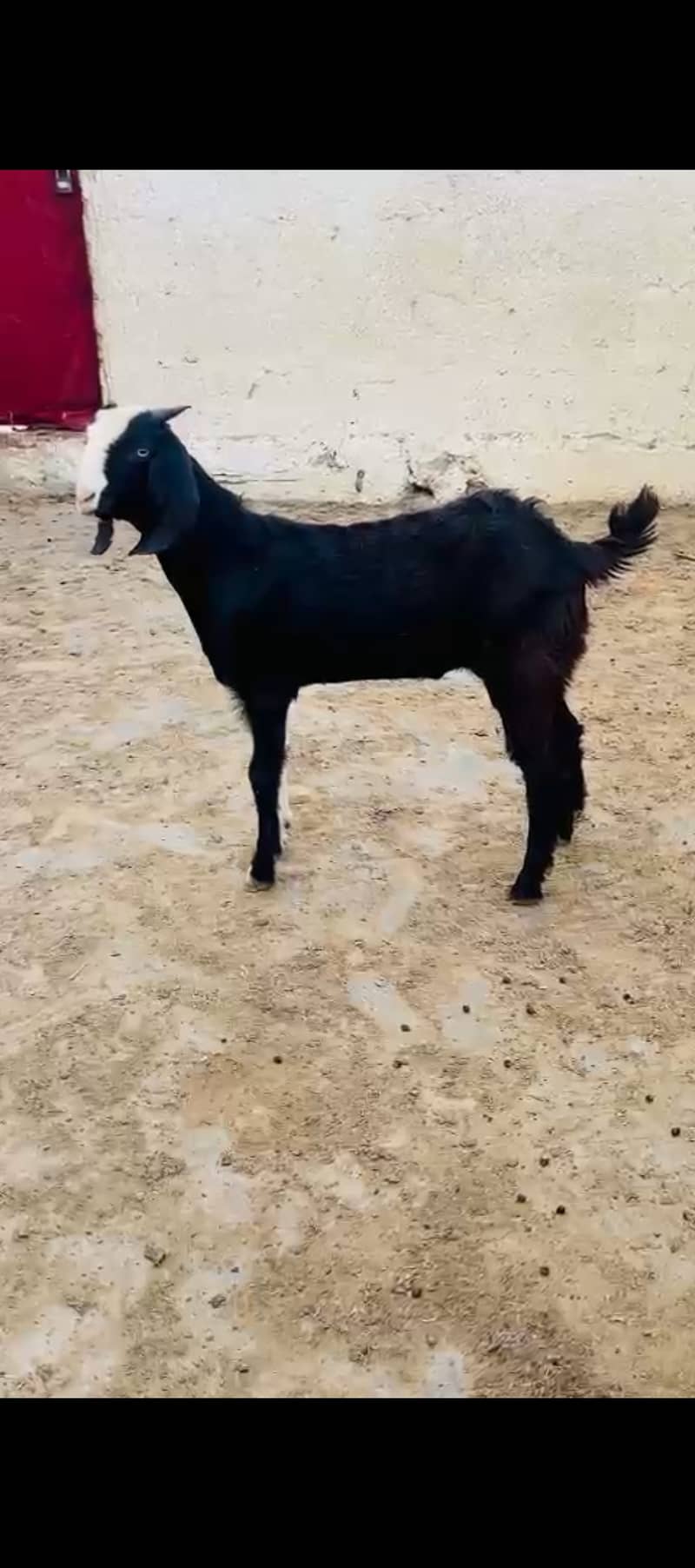 Tapra bakra 2