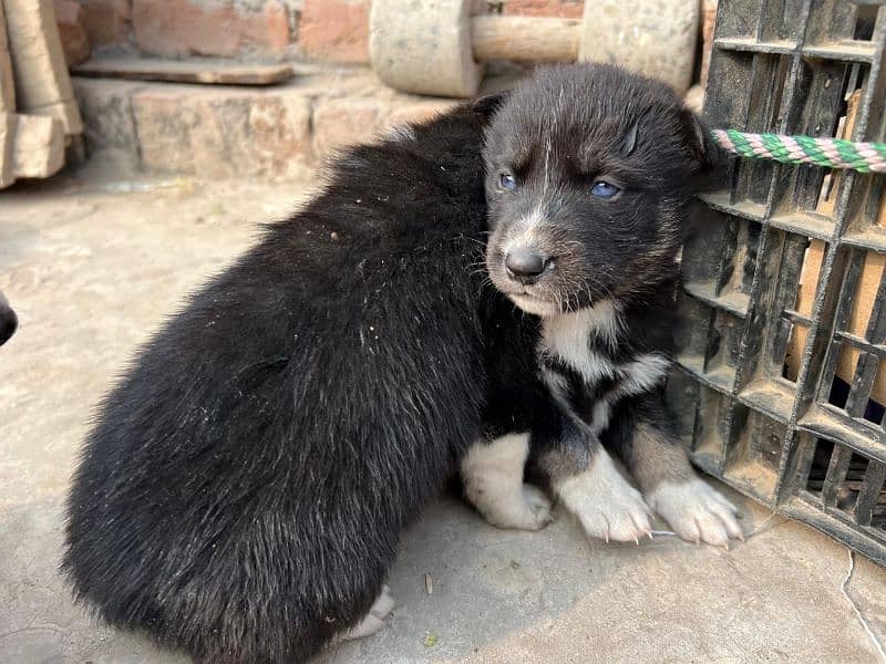 Siberian husky puppies for sale 0305_1054_266 1