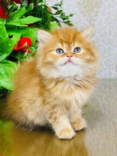 Persian Kittens | Punch Face | Triple Coated | Kittens |  male |female