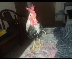 Lohman or Dhandarvi pure misri Hens or EGGS available