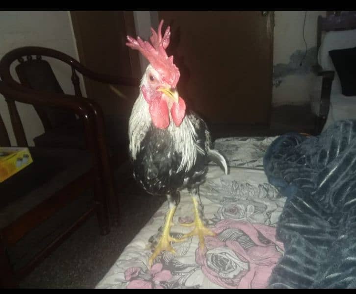 Lohman or Dhandarvi pure misri Hens or EGGS available 0