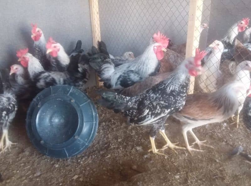 Lohman or Dhandarvi pure misri Hens or EGGS available 1