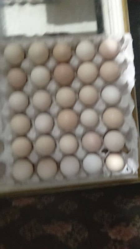 Lohman or Dhandarvi pure misri Hens or EGGS available 2