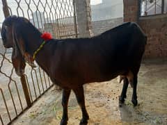 Goat | nagra Goat | Desi Goat | Female Goat for Sale