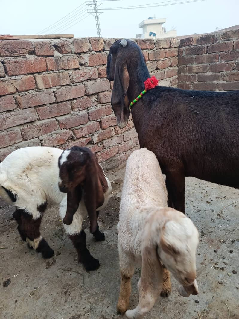 Goat | nagra Goat | Desi Goat | Female Goat for Sale 1