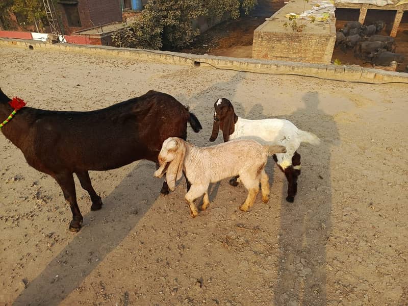 Goat | nagra Goat | Desi Goat | Female Goat for Sale 2