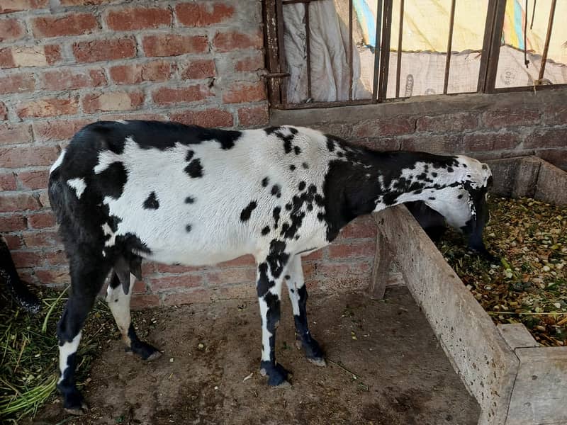 Goat | nagra Goat | Desi Goat | Female Goat for Sale 3