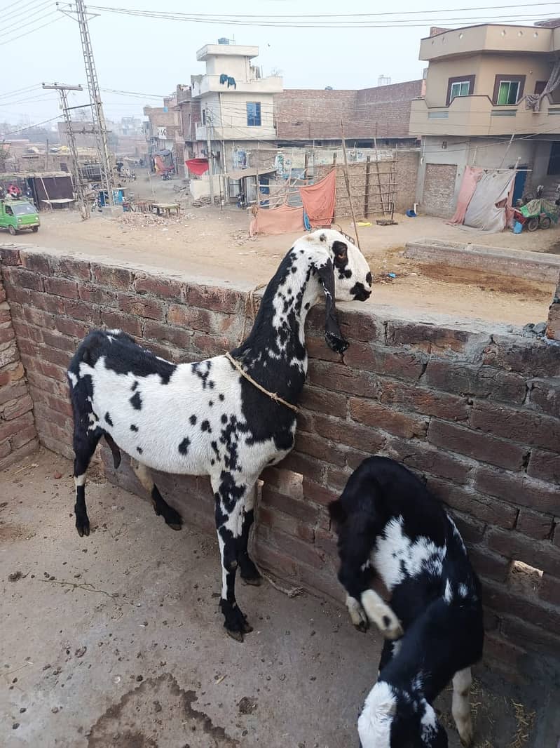 Goat | nagra Goat | Desi Goat | Female Goat for Sale 4