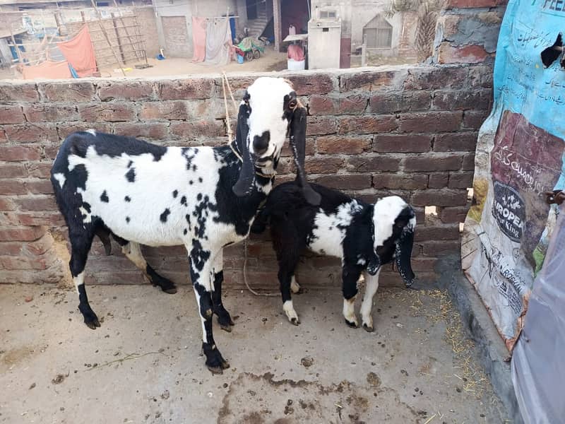 Goat | nagra Goat | Desi Goat | Female Goat for Sale 5