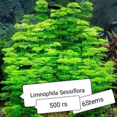 Aquarium Plants