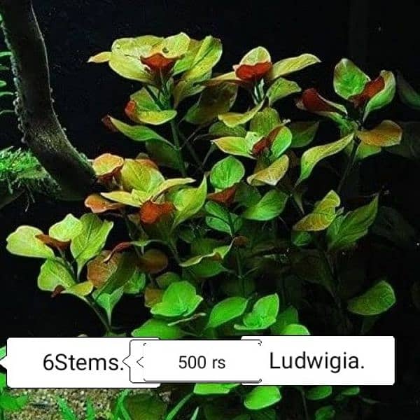 Aquarium Plants 1