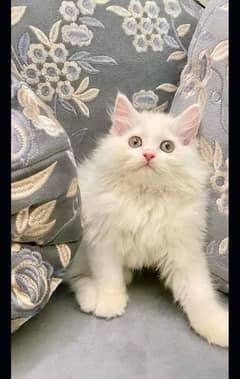 ALL TYPES OF Persian CATS Blue eys  AVAILABLE