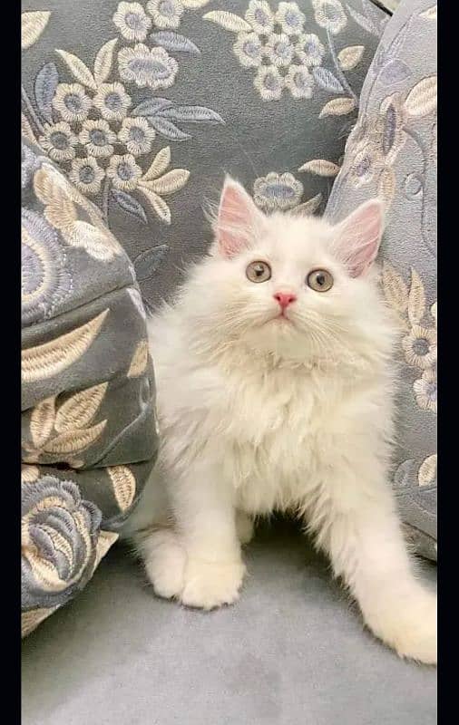 ALL TYPES OF Persian CATS Blue eys  AVAILABLE 0