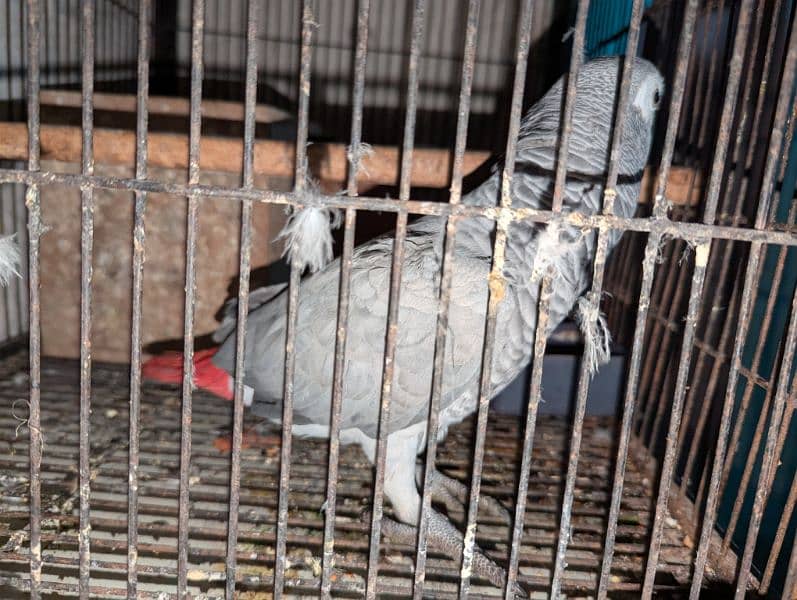 African Grey parot 12 month 1