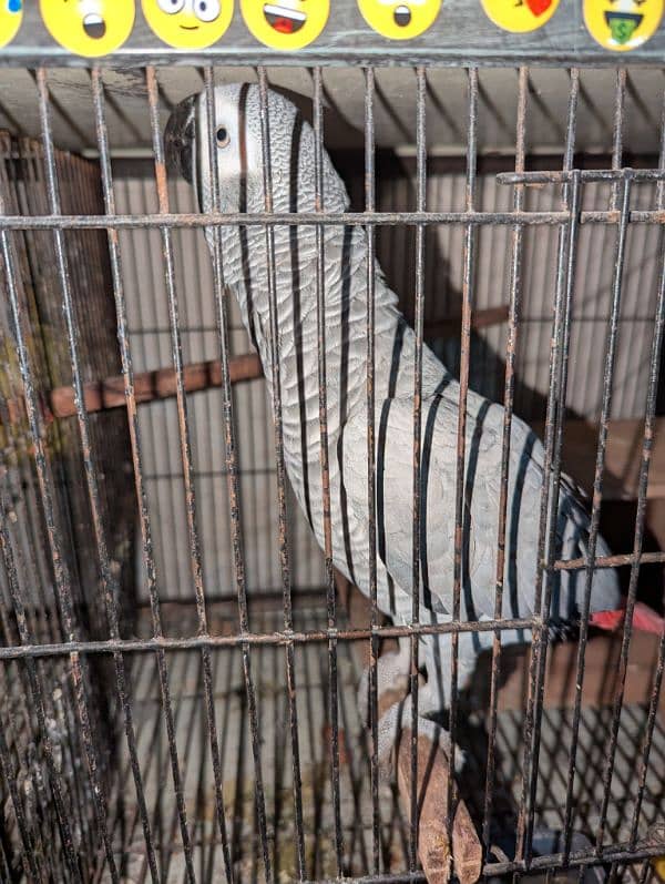 African Grey parot 12 month 5