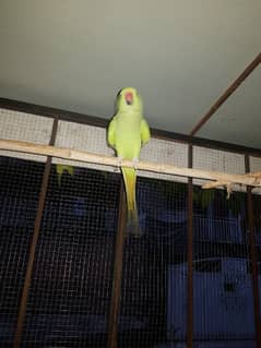 female parrot for sale.