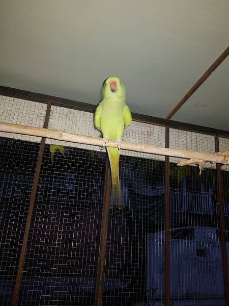 female parrot for sale. 0