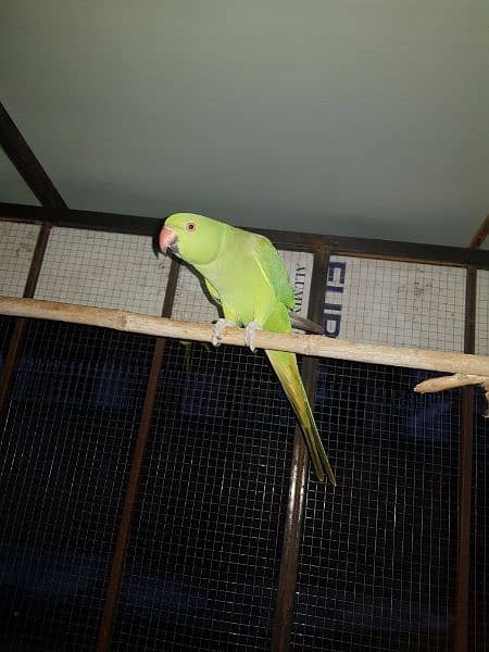 female parrot for sale. 1