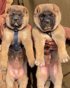 Kurdish Kangal security dog 2 month pair for sale heavy bone