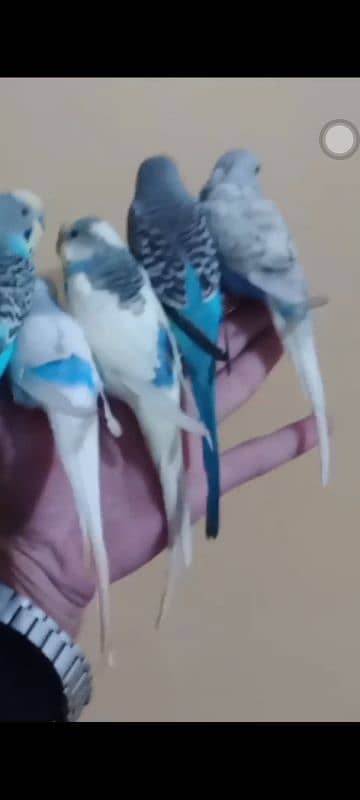 hand tame parrots 1