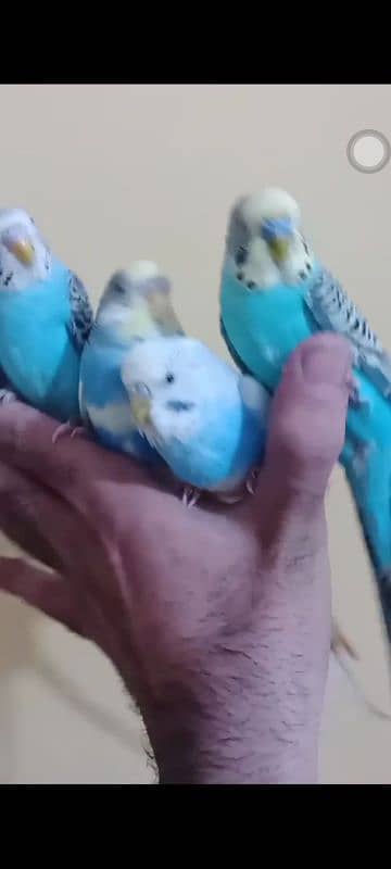 hand tame parrots 2