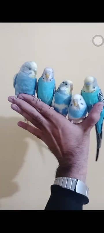 hand tame parrots 3