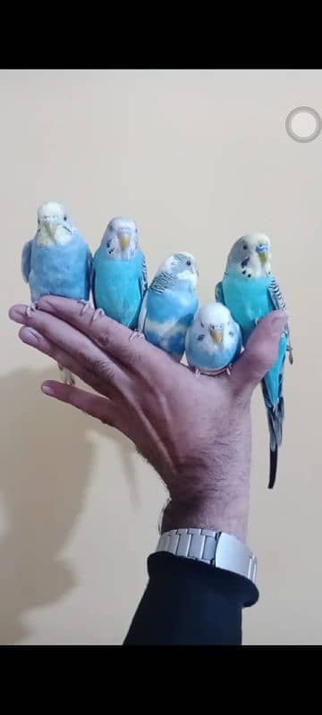 hand tame parrots 4