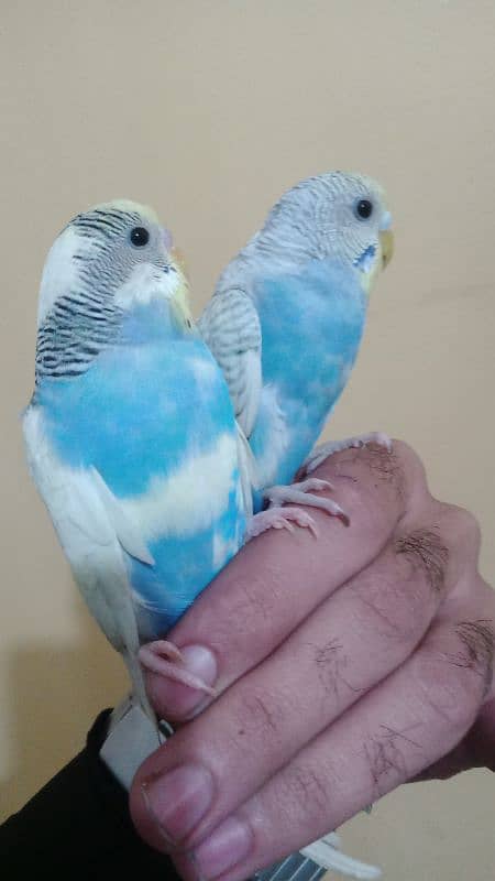 hand tame parrots 5