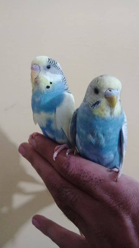 hand tame parrots 6